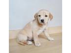 Adopt Scraps D15455: No Longer Accepting Applications a Terrier, Mixed Breed