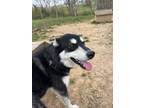 Adopt Rosee a Alaskan Malamute