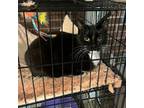 Adopt Versace a Domestic Short Hair