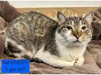 Adopt Gail a Domestic Short Hair