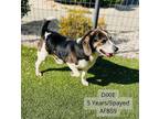 Adopt Dixie a Beagle