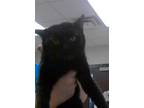 Adopt PIPER a Domestic Short Hair