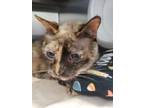 Adopt Delilah a Siamese, Domestic Short Hair