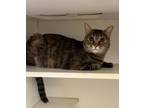 Adopt Sadie a Domestic Short Hair