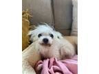 Adopt Minnie (New England) a Chinese Crested Dog