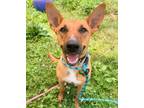 Adopt Lady a Carolina Dog, Mixed Breed