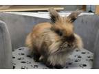 Adopt Cleo a Angora Rabbit