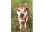 Adopt Cinnabun a Hound, Pit Bull Terrier