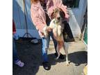 Adopt Bianca a German Shorthaired Pointer