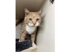 Adopt Kiki a Domestic Short Hair