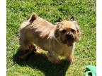 Adopt Stella a Norwich Terrier