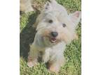 Adopt Shuda a West Highland White Terrier / Westie