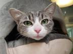 Adopt POLLY a Domestic Short Hair