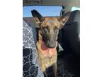 Adopt BRIDGETTE a Belgian Shepherd / Malinois