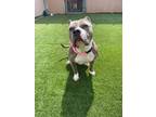 Adopt Harley (female) a Pit Bull Terrier