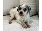 Adopt Aaliyah (shih-poo) a Shih poo