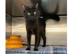 Adopt Didi a Domestic Short Hair