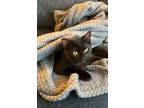Adopt Pickle: spirited and snuggly a Bombay