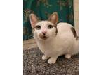 Adopt Fortune Cookie a Domestic Short Hair