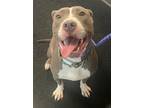 Adopt Princess G9 Hold a Staffordshire Bull Terrier