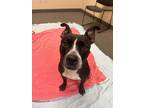 Adopt Snooki- In a Foster Home a Pit Bull Terrier, Mixed Breed