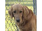 Adopt Bree a Golden Retriever