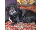 Adopt Missy a Black Labrador Retriever, Border Collie