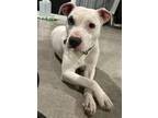 Adopt Sally a Pit Bull Terrier