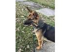 Adopt Ellie a German Shepherd Dog