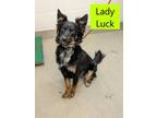 Adopt Lady Luck a English Shepherd