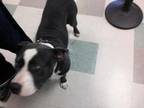 Adopt MOXY a Pit Bull Terrier, Mixed Breed