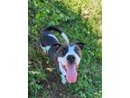 Adopt Annabell a Pit Bull Terrier