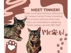 Adopt Tinker a Domestic Short Hair, American Shorthair