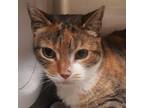 Adopt Roxy a Domestic Short Hair