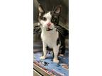 Adopt Pansy a Domestic Short Hair