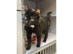 Adopt MERCEDES a Domestic Short Hair