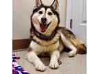 Adopt Meka a Siberian Husky, Pomeranian