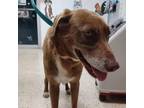 Adopt Suklaa a Mixed Breed