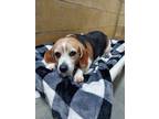 Adopt #62 a Beagle