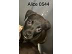 Adopt Alice a Labrador Retriever