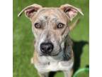 Adopt AMETHYST a Mixed Breed