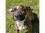 Adopt ARIELLA a Mixed Breed