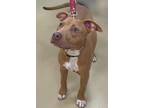 Adopt Rayne a American Staffordshire Terrier, Mixed Breed