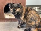 Adopt Talulla a Tortoiseshell