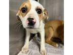 Adopt Charm a Mixed Breed