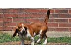 Adopt Cherry a Basset Hound