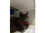 Adopt Penelope a Domestic Medium Hair, Domestic Short Hair