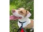 Adopt BELLE a Pit Bull Terrier, Mixed Breed