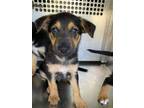 Adopt Lilly a German Shepherd Dog, Mixed Breed