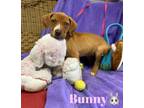 Adopt Bunny a Beagle, Labrador Retriever